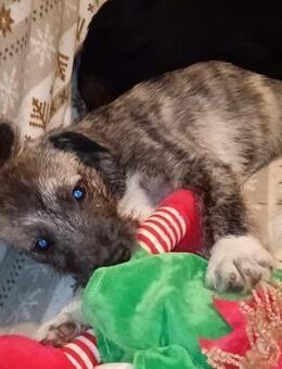 HUGO - kleiner Herzensbrecher - Velbert