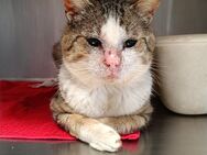 FiV Kater Toby aus dem Tierschutz - Grevenbroich