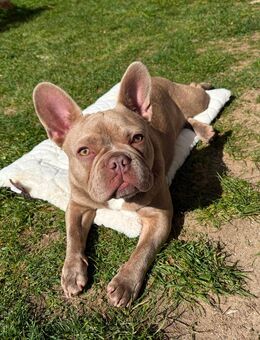 Französische Bulldogge Rüde – 11 Monate – seltene Farbe – absoluter Schatz! 🐶 - Sulzbach (Taunus)