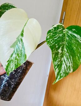 Monstera deliciosa variegata steckling - Kirchhain