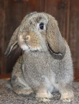 ❄️ Kleine Zwergwidder Baby Kaninchen Hasen Minilop Rammler ❄️ - Büchlberg