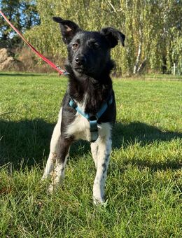 3 Damen ca 38 cm groß $ ,5 Monate alt suchen ihre Familien mit denen sie die Welt erkunden können - Hohe Börde