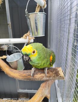 Zwei Amazonen in gute Hände abzugeben - Munster