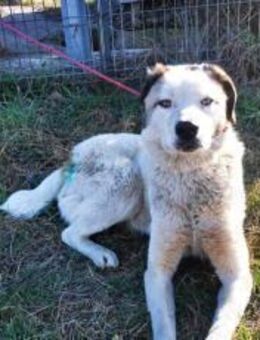 Besonderer Ziggy - München