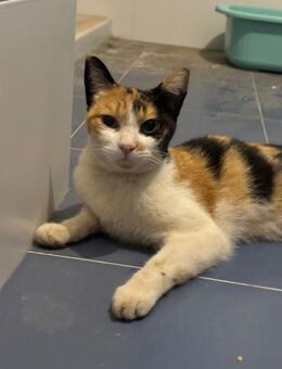 Liebes Katzenmädel Roma (ALO) - Geisenheim