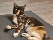 Maincoon mix sucht neues Zuhause - Langwedel (Niedersachsen)