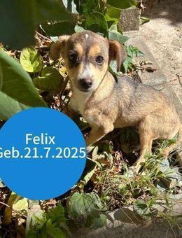 Felix kleiner Sonnenschein - Kassel