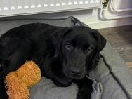 Labrador Retriver 6 Monate alt inkl. Korb Jahresvorrat Leckerlis 10 Sorten, Spielzeug etc. - Hamburg Wandsbek