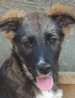 HAZEL-hübsche,menschenbezogene Hündin - Rösrath