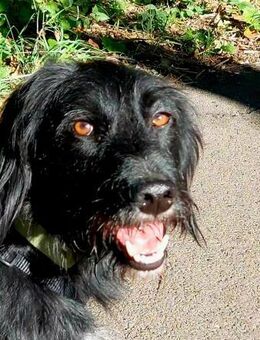 Elmo - sensibler Begleiter sucht Euch - Anklam