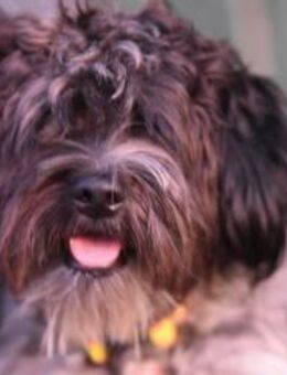 Shih Tzu Robby sucht Platz auf dem Sofa - Berlin