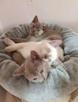 reine BKH Kitten suchen neues Zuhause - Bamberg