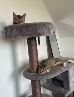 Zwei getigerte Kitten - Extertal