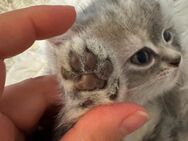 ♥️ Bkh Babykatze Britische Baby Katzen ♥️ - Wesseling