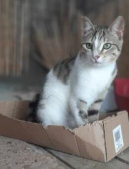 Isla, hübsches Katzenmädchen, 5M 61250 - Vaterstetten