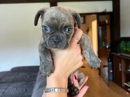 Französische Bulldogge Welpen mit Schnauze - Nachrodt-Wiblingwerde