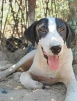 OLAF - sucht ein richtiges Zuhause - Aerzen