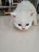 Little Whity Black nose sucht ein neusn Zuhause ⁶ in 58636