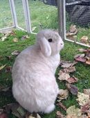 TOLLER KASTRAT (4J./geimpft) AUßEN+INNENHALTUNG! Mit Beratung! Auch Leihkaninchen in 58540