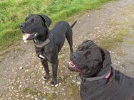 Cane Corso Mix Welpen - Edemissen