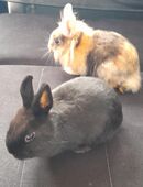 Kaninchen mit Stall dringend abzugeben in 87616