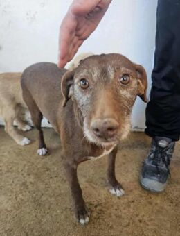 Sanfte Hündin Mamy - Eichenzell