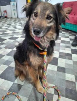 Stella wartet schon 2 Jahre - Wallerfangen