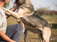 lieber, kastrierter Samy lebt im Zwinger - Abensberg