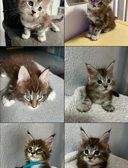 Typvolle Reinrassige Maine Conne Kitten dürfen bald ausziehen - Berlin Treptow-Köpenick