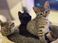 Zauberhafte Babykatzen suchen liebevolles Zuhause – BKH x Europäische Kurzhaar-Mix - Witten
