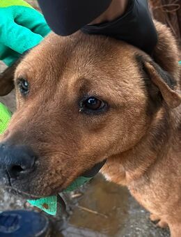 Braune Schönheit - Erkelenz