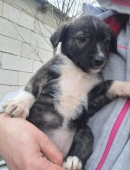 Welpenmädchen Bonny - Rambin