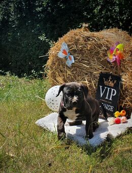 Bulldoggen- Zuckerschnuten auf der Suche - Tantow