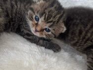 Süße BKH Kitten Tabby Kätzchen - Reutlingen