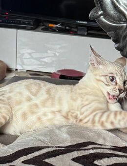 Bengal Kitten in traumhaften Farben - Wriezen