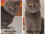 Zwei BKH Katzen (Männchen + Weibchen Geschwister) zu verkaufen - Fürstenfeldbruck