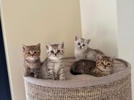 Zuckersüße BKH Kitten in den tollsten Farben - Eschweiler