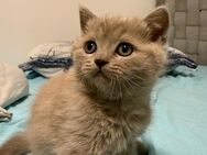 Britisch kurzhaar kitten - Hamburg Harburg