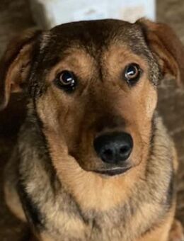 Nasso, geb. ca. 05/2024, GRIECHENLAND - Euskirchen