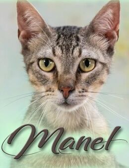 Manel, anhänglich und verspielt - Brunstorf