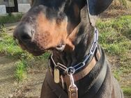 Dobermann nur in Erfahrene Hände - Herford (Hansestadt)