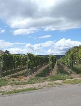 Wohnen an den Weinbergen - Zwei Häuser ein Preis - Herxheim (Berg)