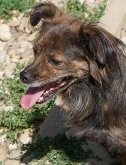 Emilija sucht ruhiges Zuhause - Schwabach