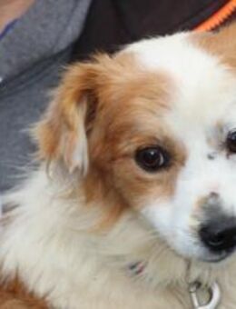 Jamilo - sehr zutraulich u. lieb - Lohra