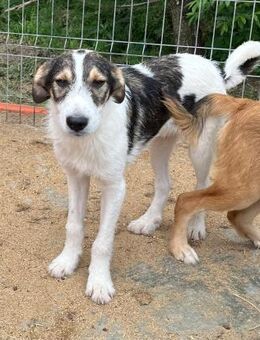 🐶 Verspielter Welpe Rocky sucht dich! - Eislingen (Fils)