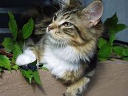 Suche Main Coon Deckkater! - Passau