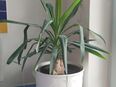 schöne grosse Yucca Palme 95 cm incl. weissem Übertopf in 36037