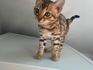 Bengal Kitten abzugeben - Duisburg