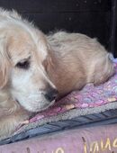 Goldie-Mädel Lara sucht ein ruhiges Für-Immer-Zuhause mit Herz in 82205