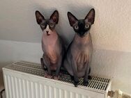 Canadian Sphynx Geschwister - Bruchsal
